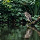 Nachtreiher (Nycticorax nycticorax) Jungvogel ...