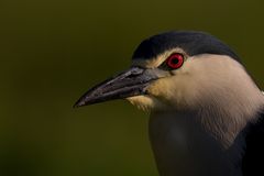 Nachtreiher Portrait