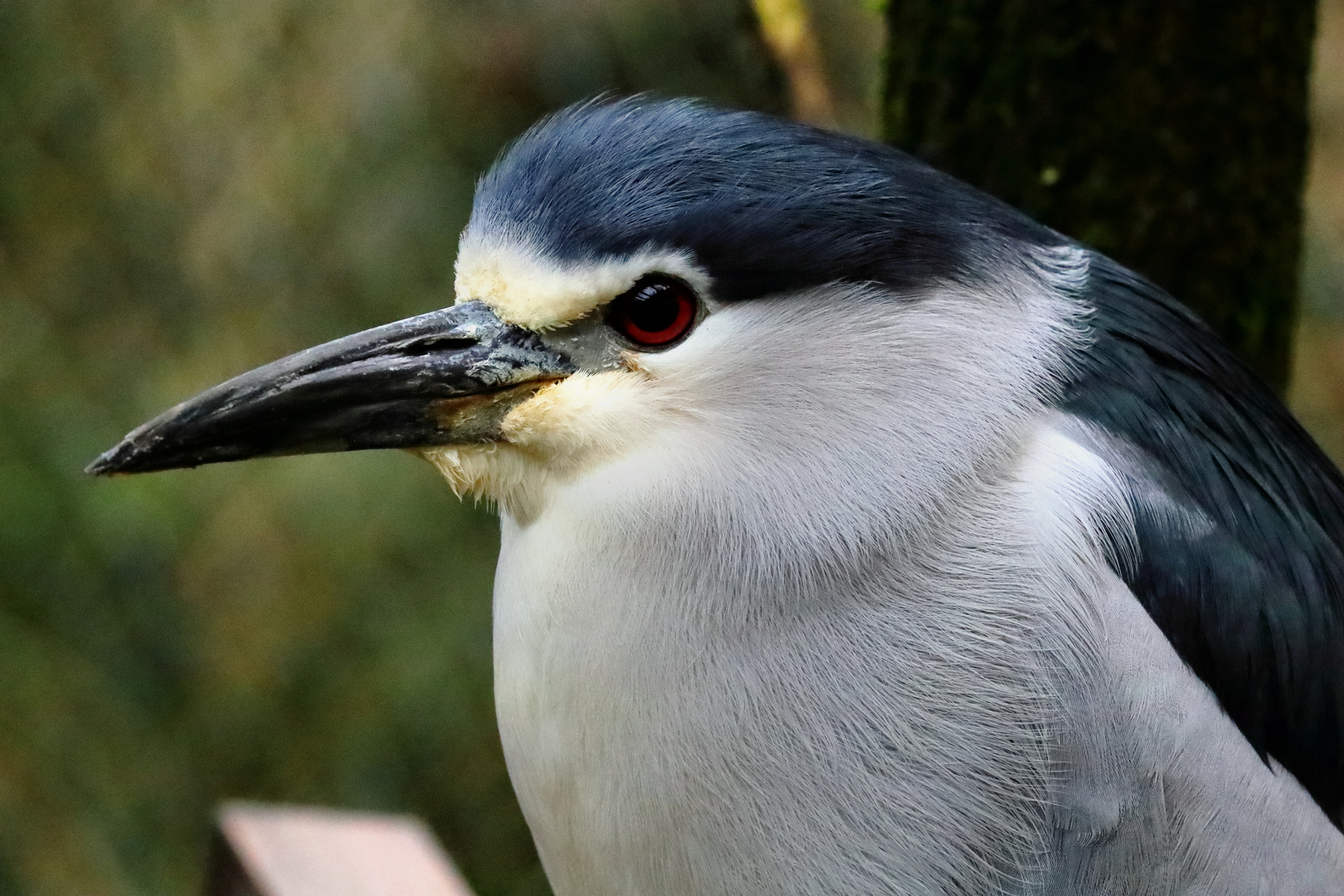 Nachtreiher - Portrait - Tierpark Olderdissen