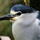 Nachtreiher - Portrait - Tierpark Olderdissen