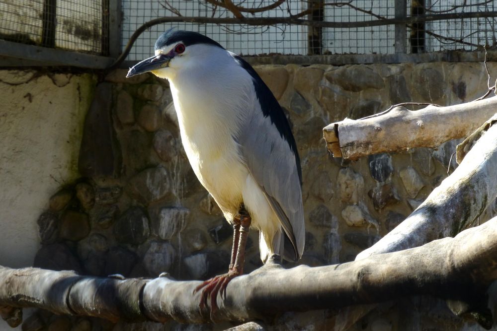 Nachtreiher (Zoo Neuwied)