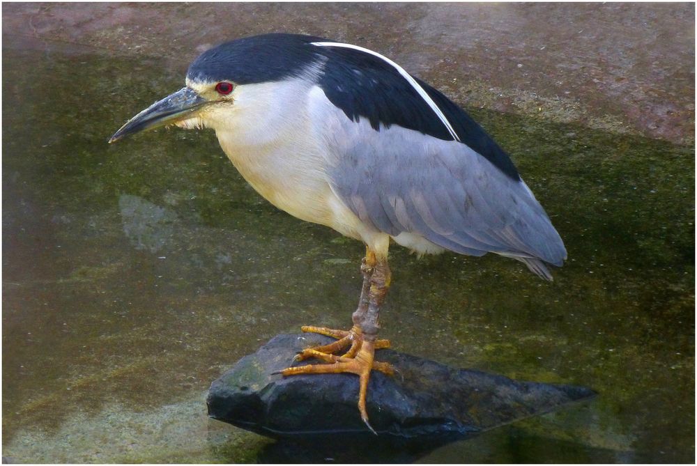 Nachtreiher (Zoo Neuwied)