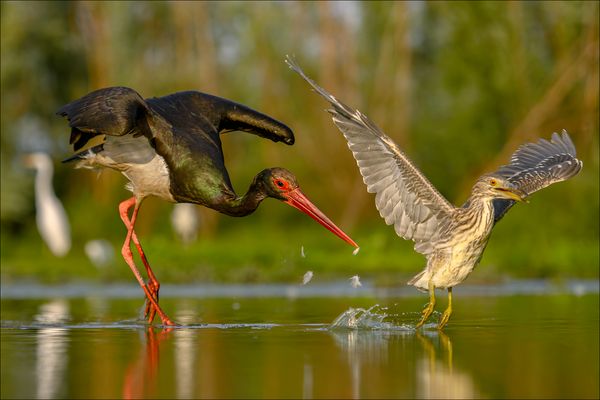 Nachtreiher zu frech...