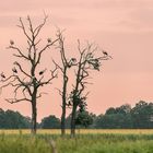 Nachtruhe auf dem Storchenbaum