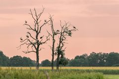 Nachtruhe auf dem Storchenbaum