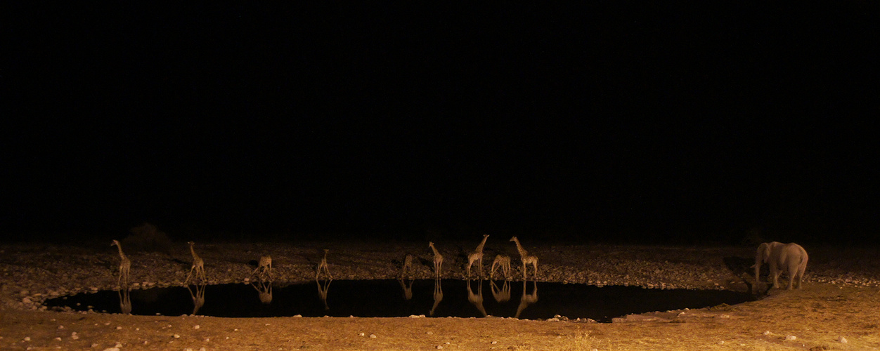 Nachts am Wasserloch von Okaukuejo