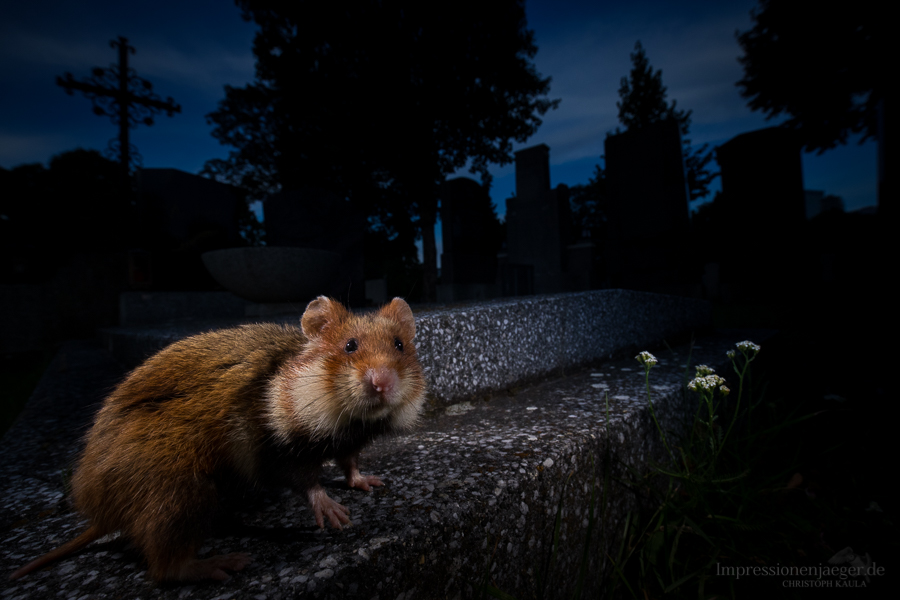 Nachts auf dem Friedhof