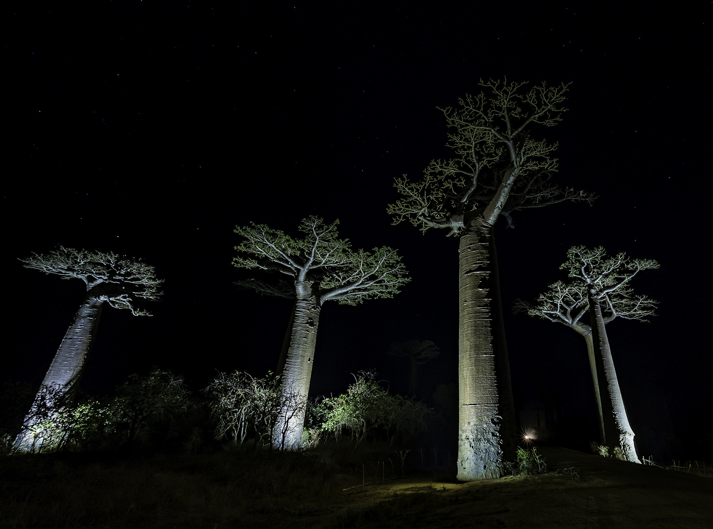 Nachts auf der Baobab Allee