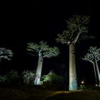 Nachts auf der Baobab Allee