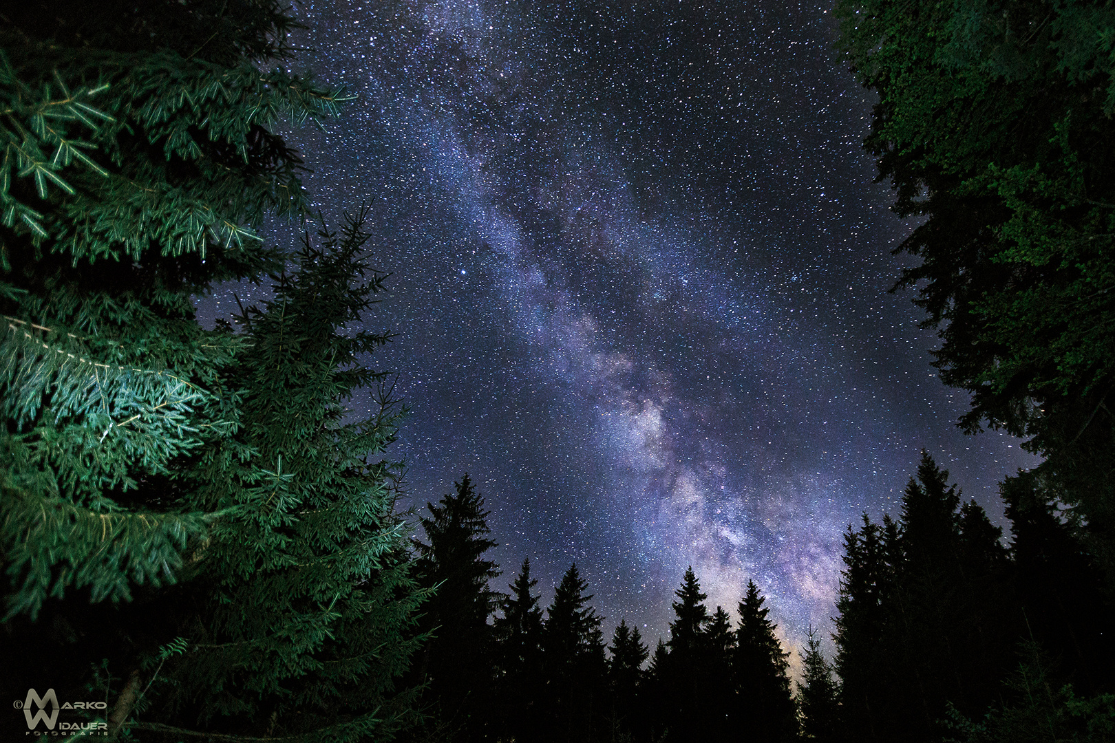 Nachts im dunklen Wald