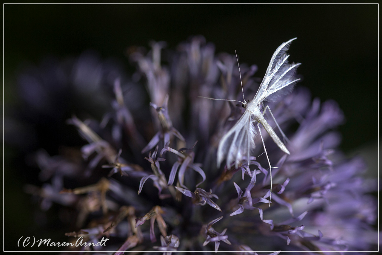 Nachts im Garten