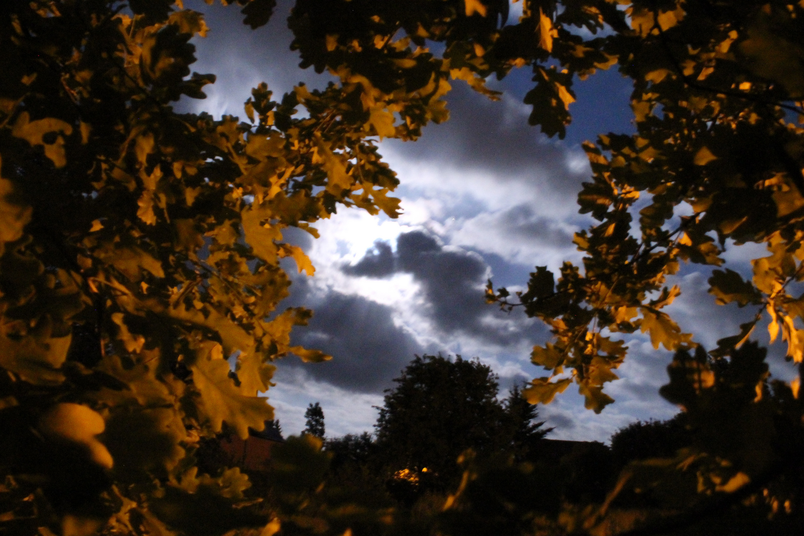 Nachts im Garten