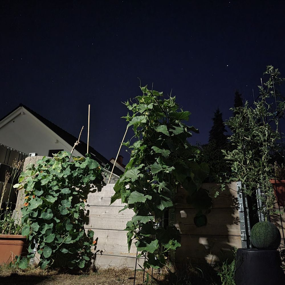 Nachts im Garten Foto & Bild pflanzen, pilze & flechten, getreide und