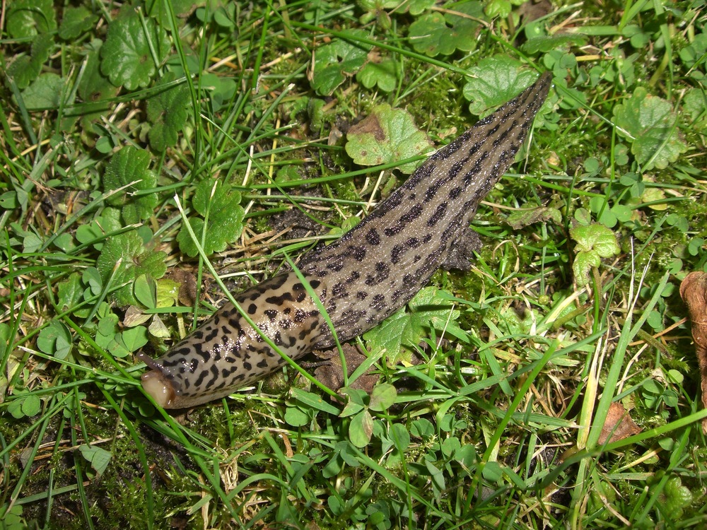 nachts im Garten