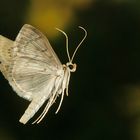 Nachts im Garten