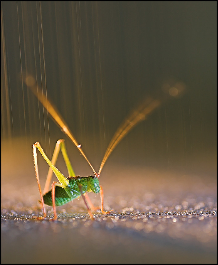 nachts im regen...