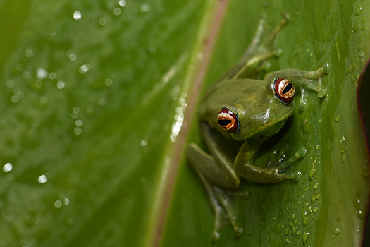 Nachts im Regenwald