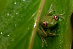 Nachts im Regenwald