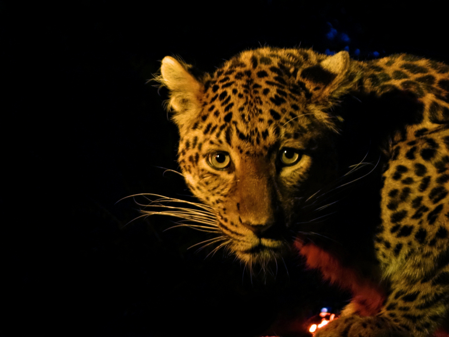 Nachts im Tierpark - Leopard nach der Fütterung