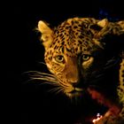 Nachts im Tierpark - Leopard nach der Fütterung