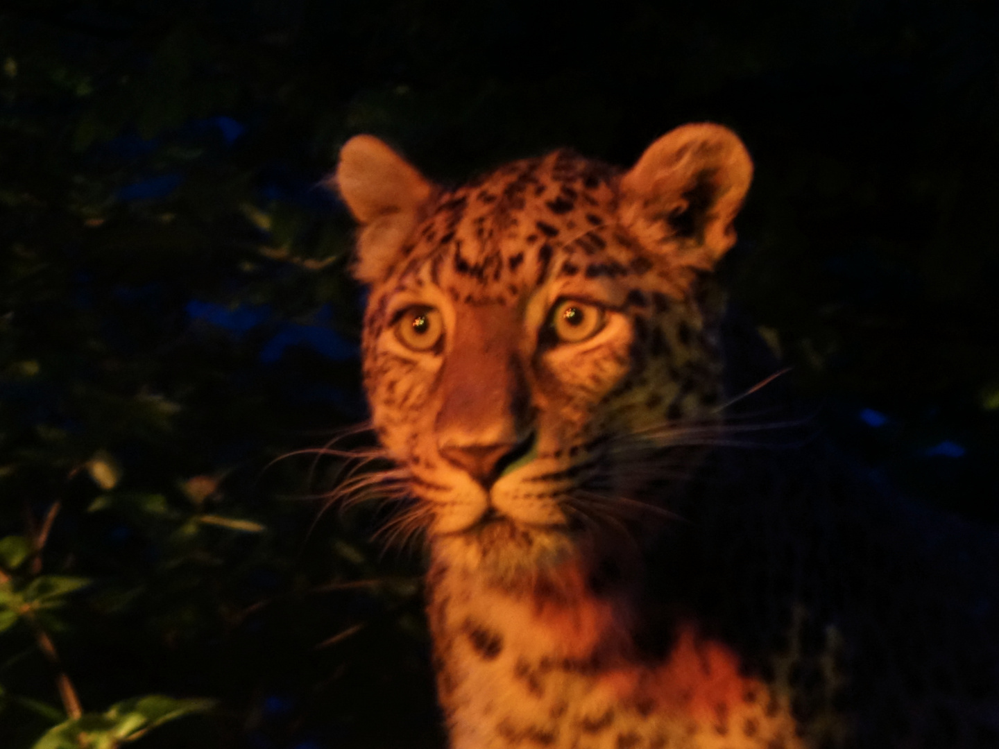 Nachts im Tierpark - Leopard nach der Fütterung