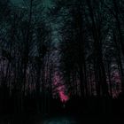 Nachts im Wald