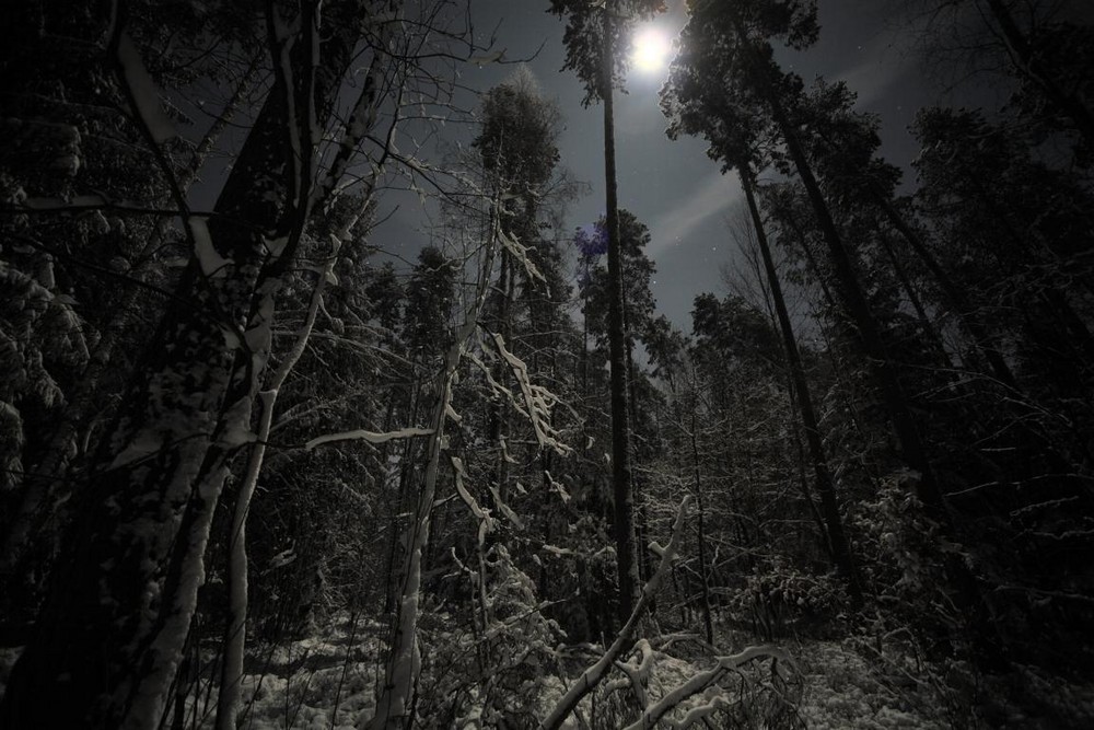 nachts im Wald