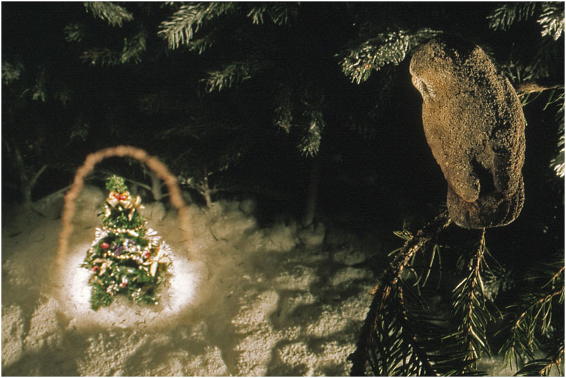 Nachts im Weihnachtswald