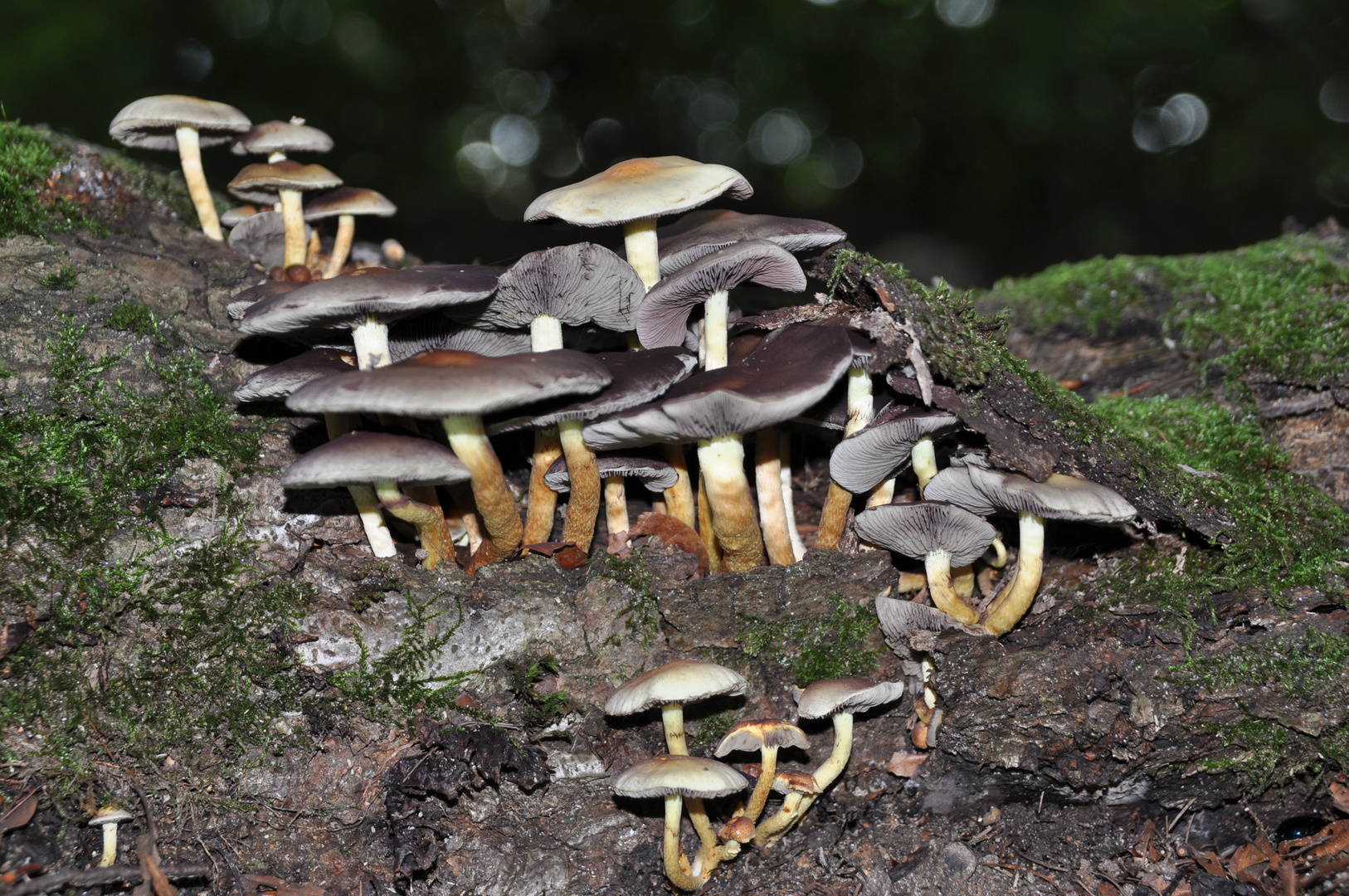 Nachts im Zauberwald ......