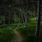 Nachts im Zauberwald - lightpainting