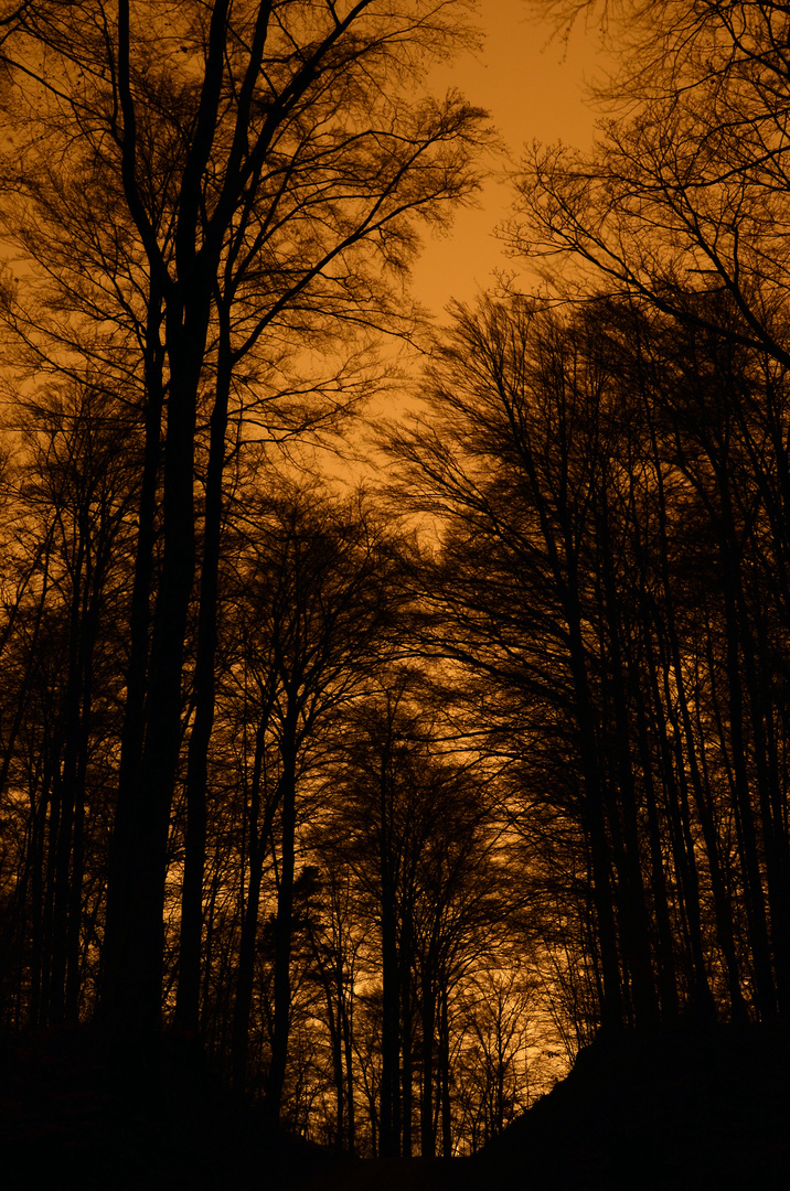 Nachts im Zürichbergwald