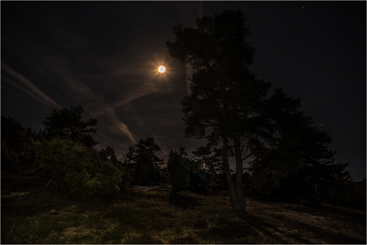 Nachts in der Wacholderheide