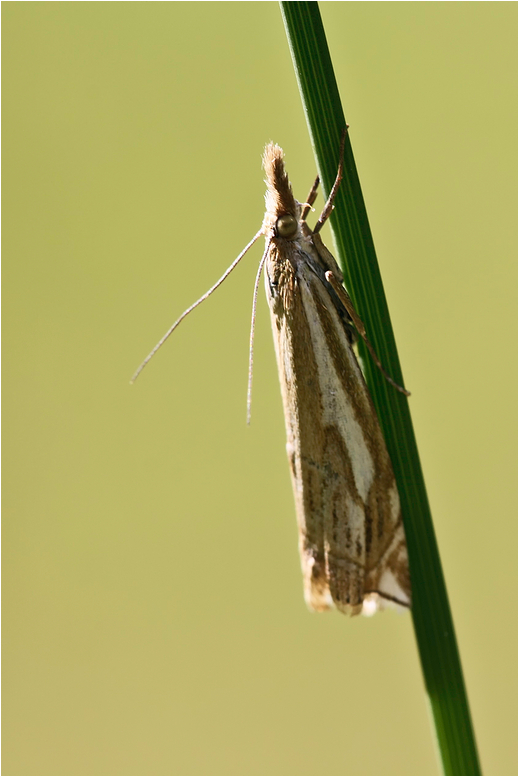 Nachts sind alle Falter grau...89 - Vergleichsbild: Crambus pratella