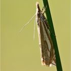 Nachts sind alle Falter grau...89 - Vergleichsbild: Crambus pratella