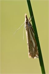 Nachts sind alle Falter grau...89 - Vergleichsbild: Crambus pratella