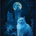 Nachts sind alle Katzen blau 