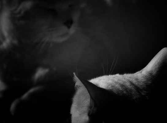 Nachts sind alle Katzen grau....