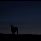 ..."nachts sind alle Schafe schwarz"
