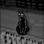 Nachts sind alle schwarzen Katzen schwarz