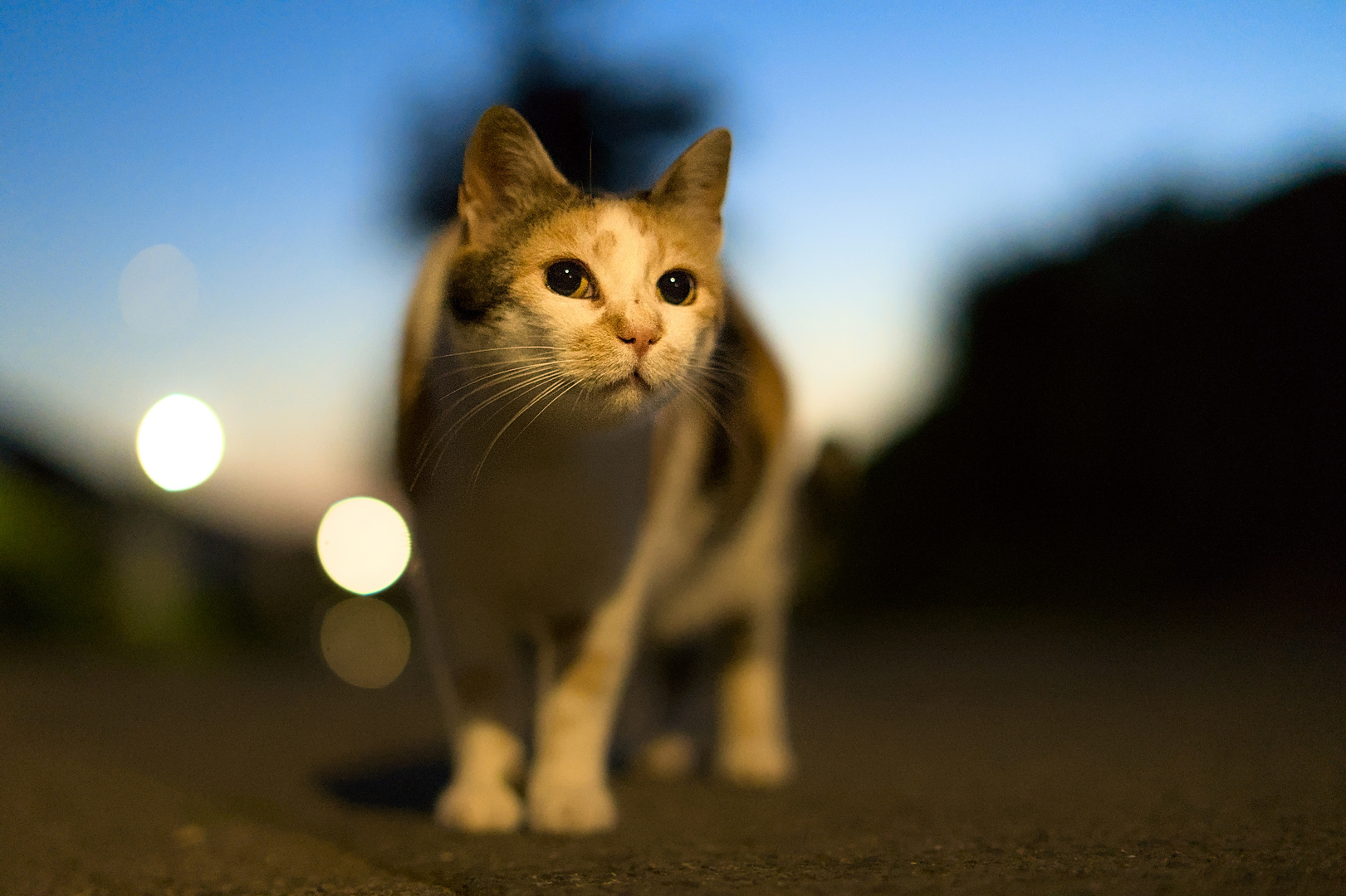 Nachts sind manche Katzen bunt