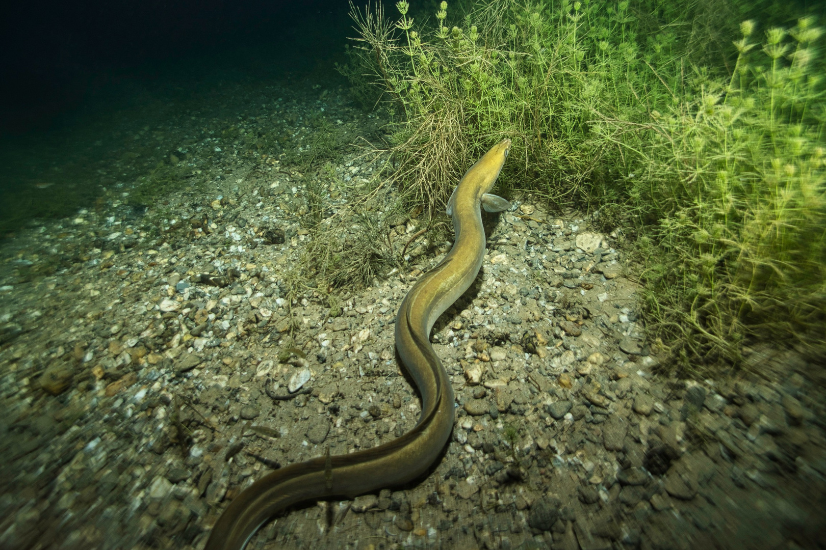 Nachts Unterwasser mit Räubern