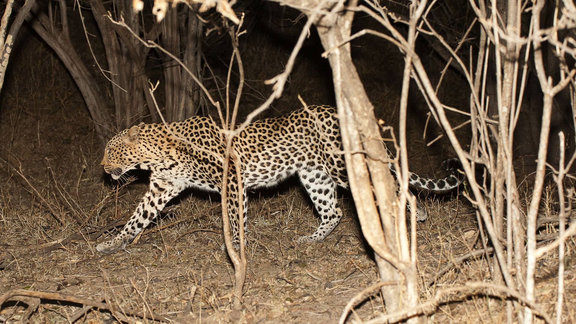 Nachts unterwegs / Leopard im South-Luangwa-NP / 18.06.2013