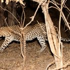 Nachts unterwegs / Leopard im South-Luangwa-NP / 18.06.2013