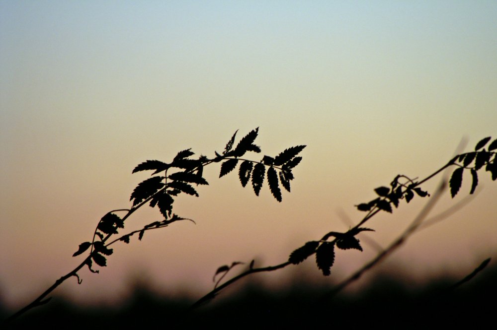 Nachtschatten