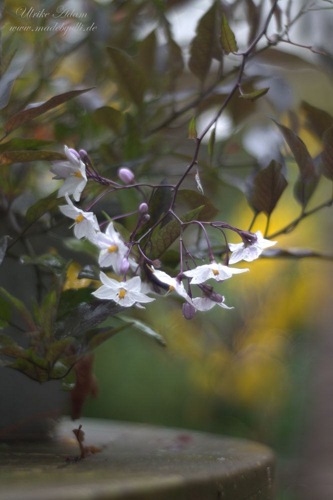 Nachtschatten Jasmin