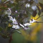 Nachtschatten Jasmin