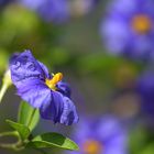 Nachtschatten (Solanum)