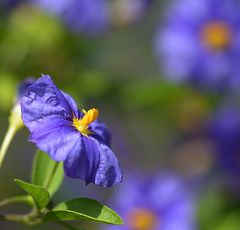 Nachtschatten (Solanum)