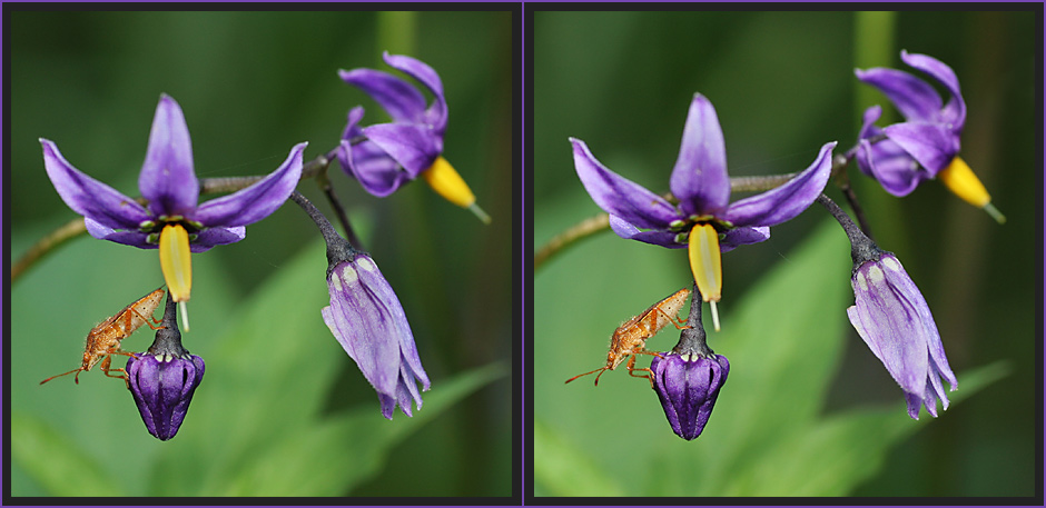 Nachtschattenblüten [3D]