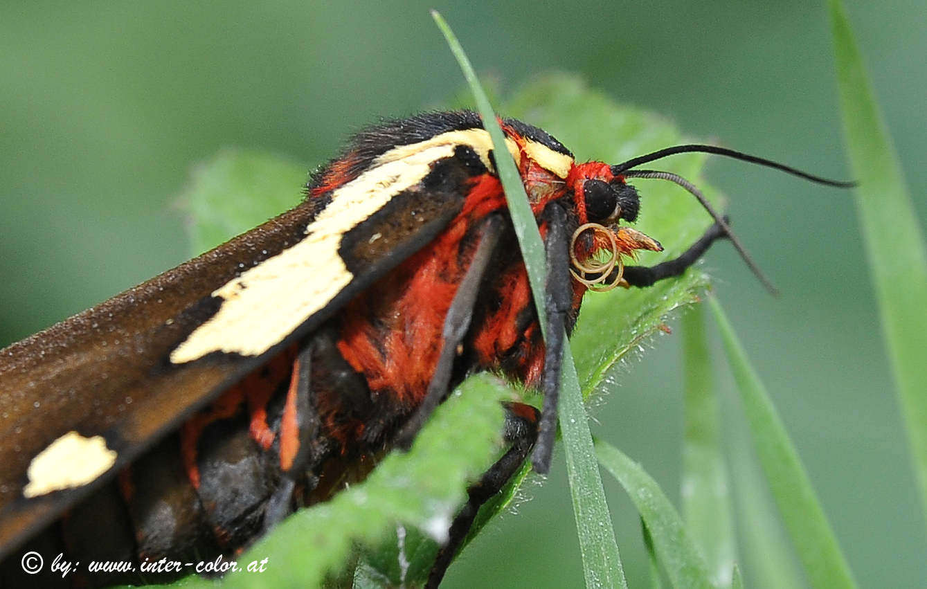 Nachtschmetterling, Augsburger Bär, Pericallia matronula